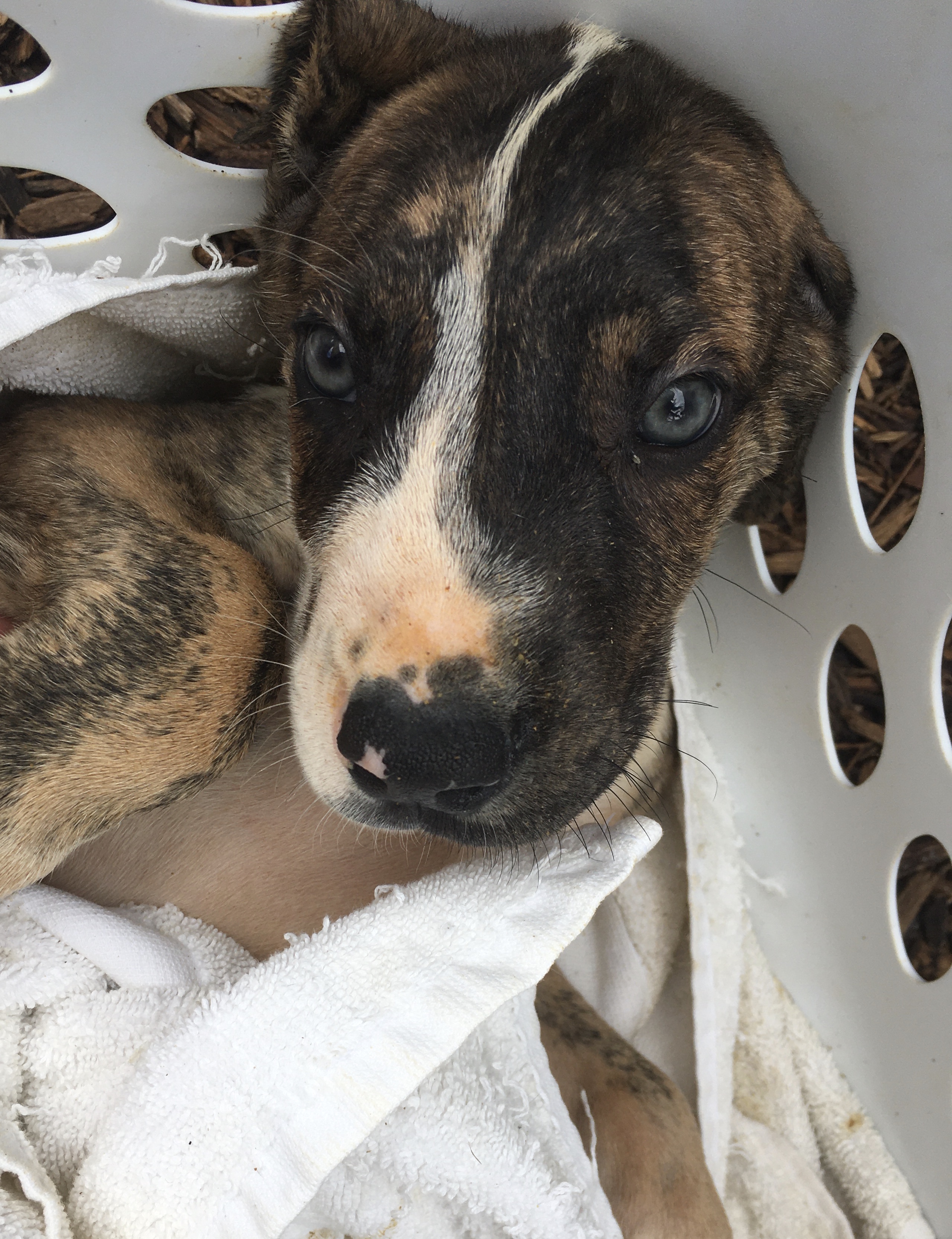 Great Dane puppy