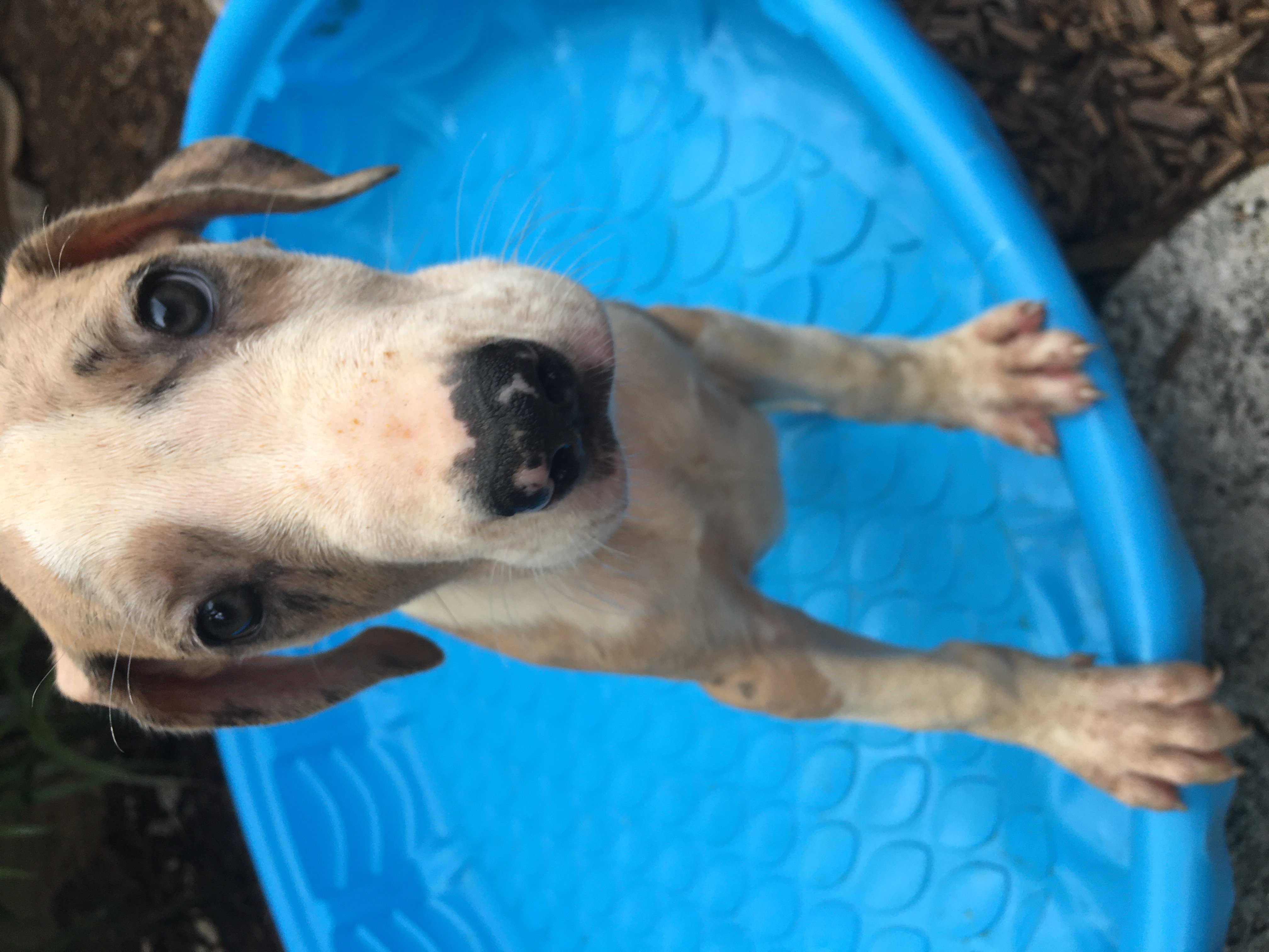 Great Dane puppy
