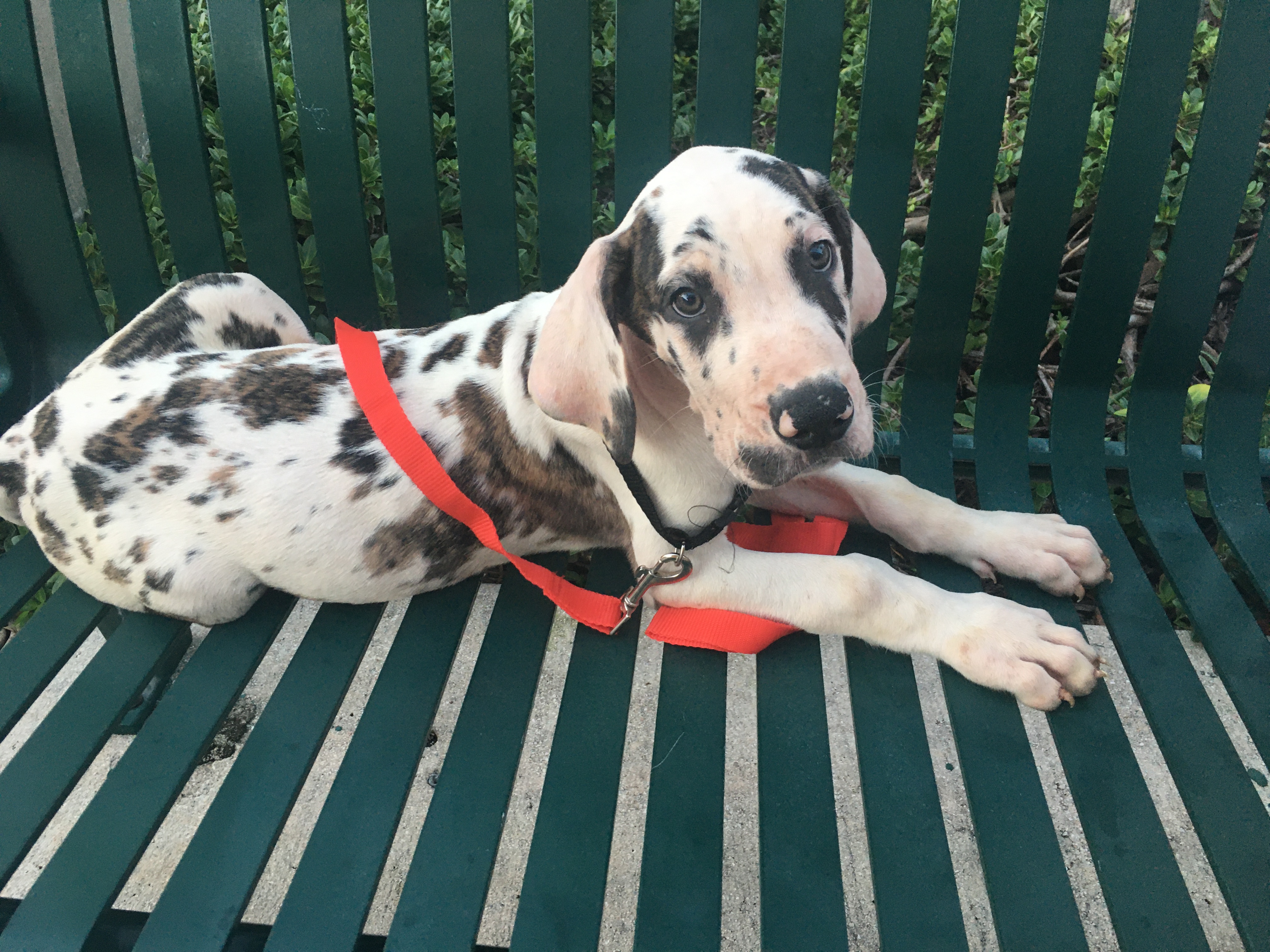 Great Dane puppy