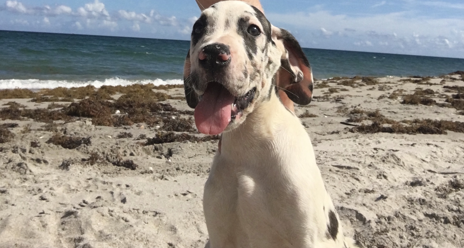 Great Dane puppy