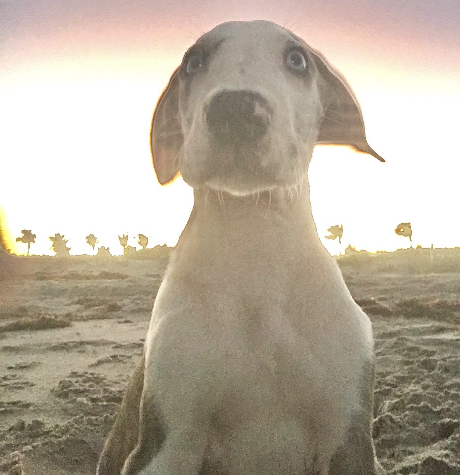 Great Dane puppy