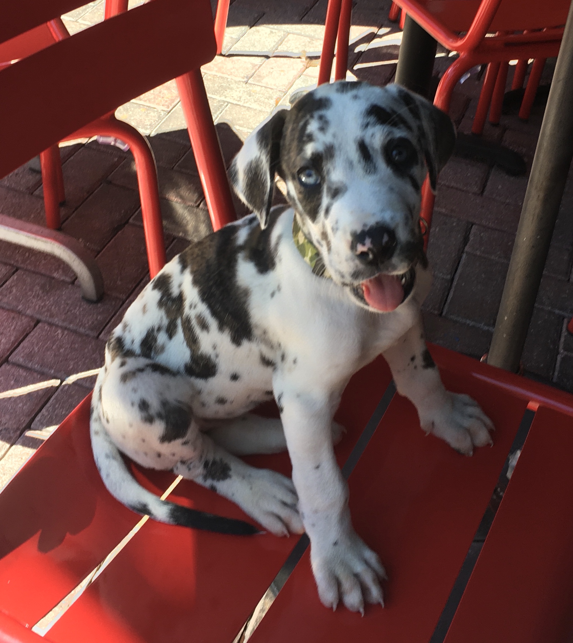 Great Dane puppy