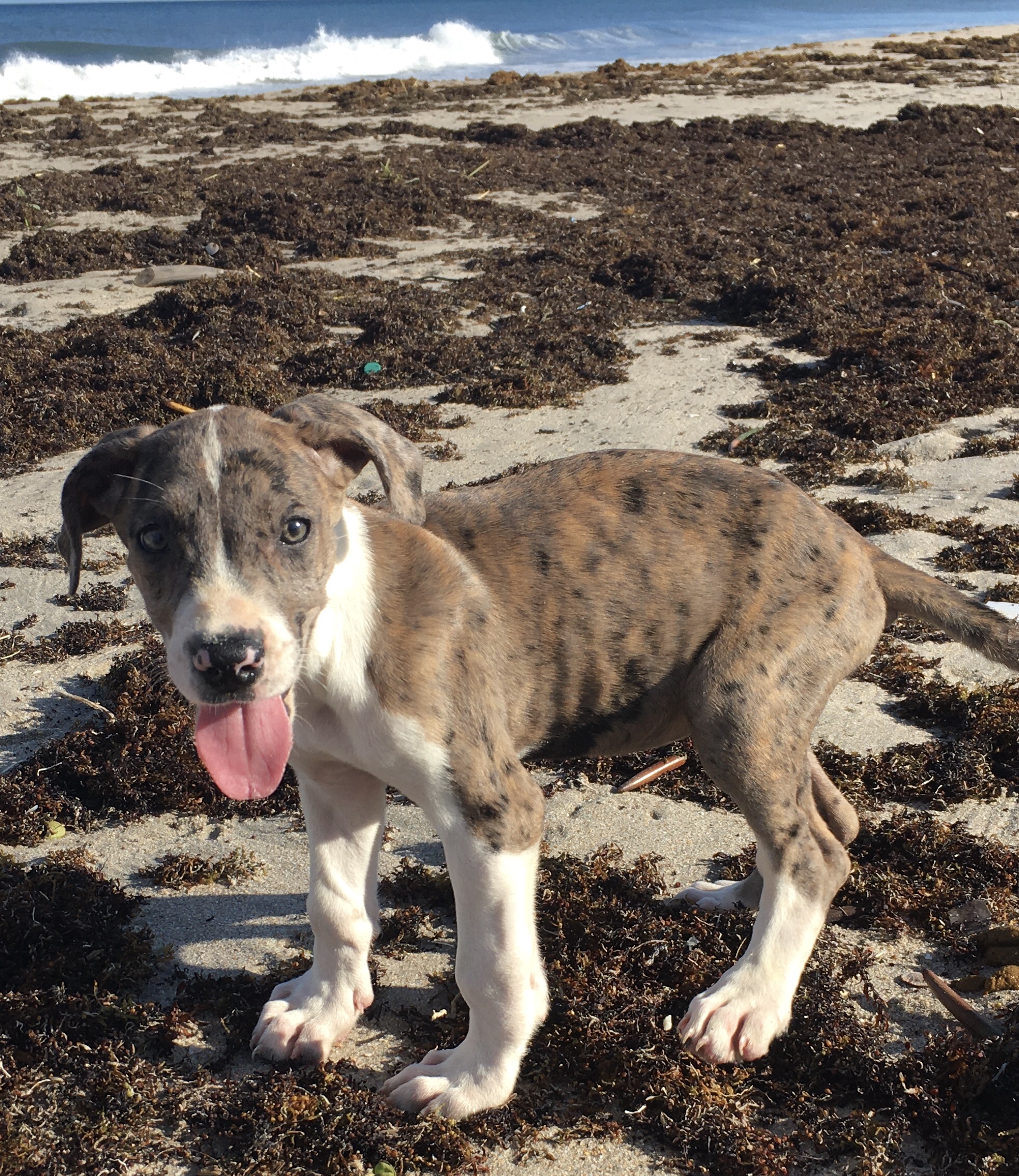 Great Dane puppy