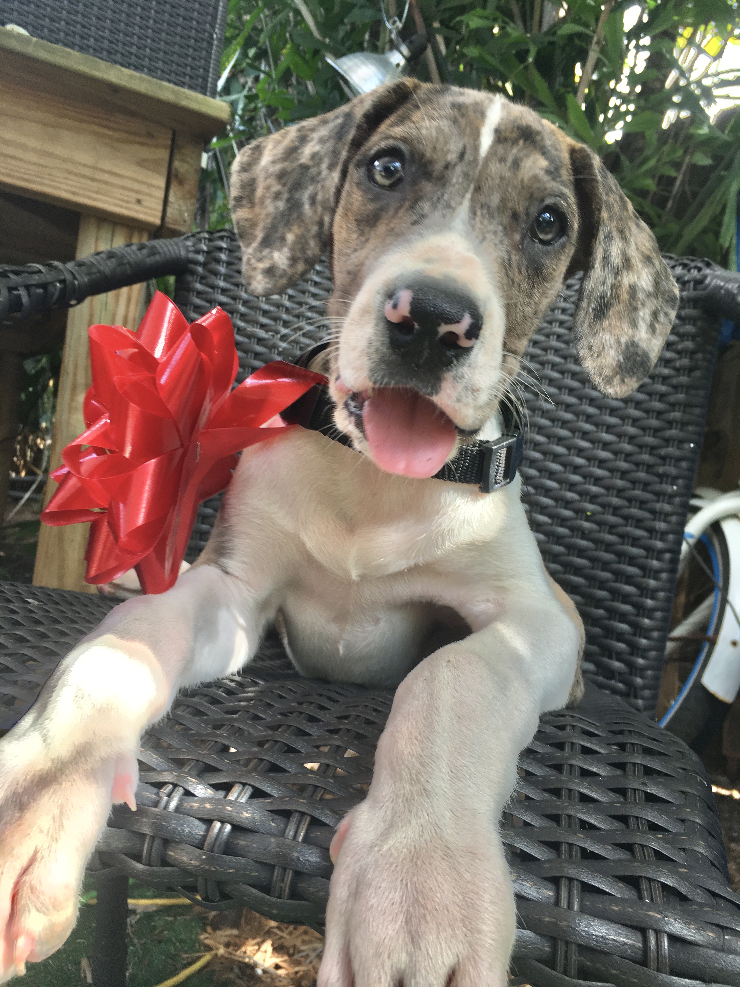 Great Dane puppy