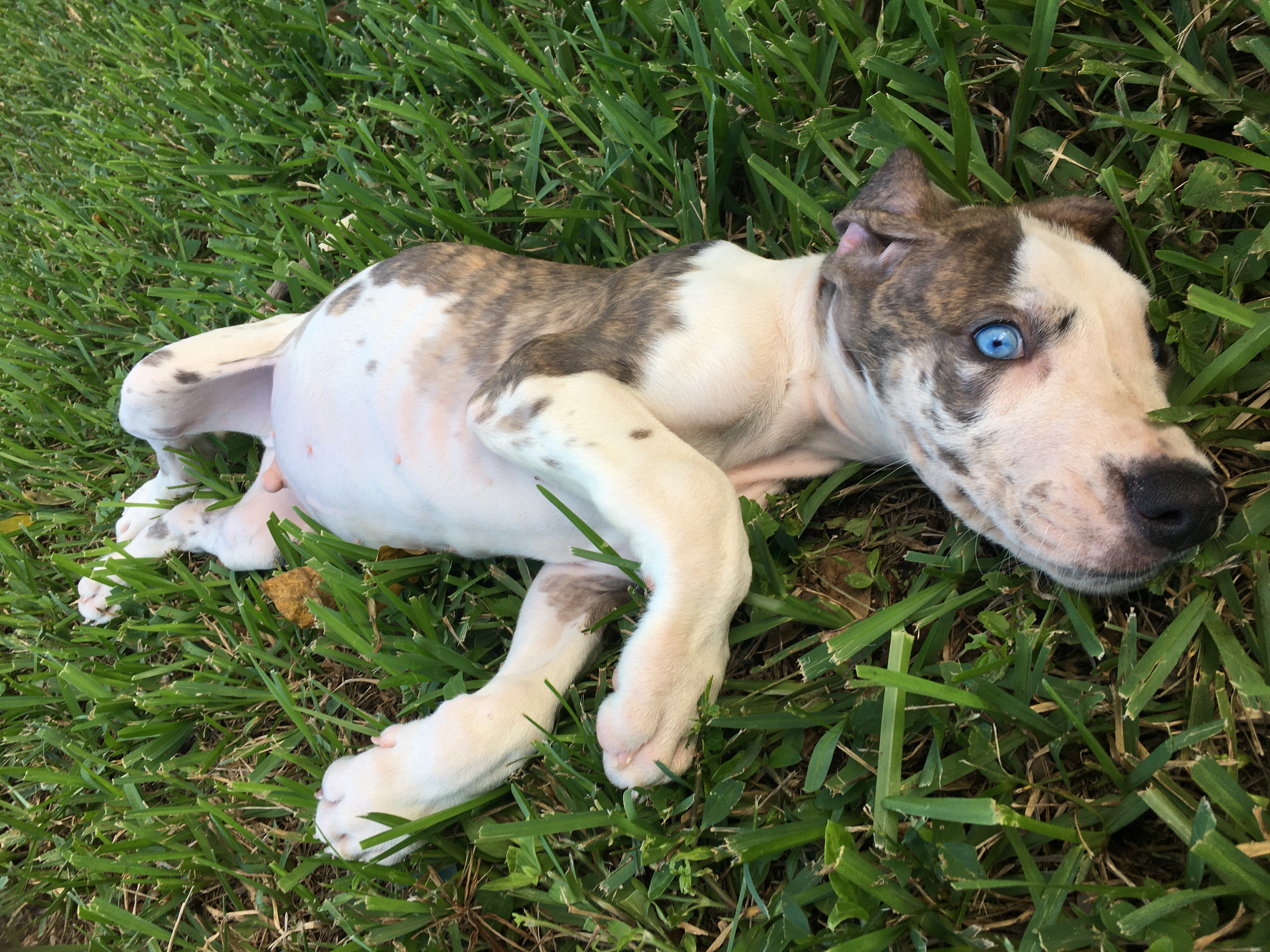 Great Dane puppy